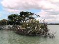25 - Mangrove 061